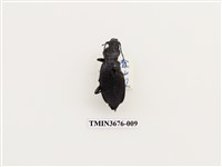 藏品(步行蟲(2))的圖片